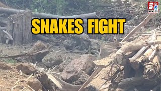 Snake Fight in Talavalasa Village of Laveru mandal, Srikakulam District | SACHNEWS |