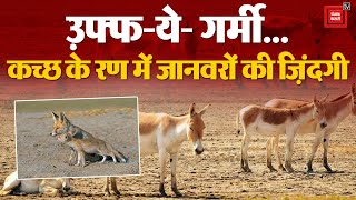उफ़्फ-ये- गर्मी, Gujarat के Kutch Rann में गर्मी से बेहाल जानवर, किए गए कुछ ऐसे उपाय | Heat Wave