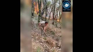 Forest Fire / Harshwardhan / Sirmour/