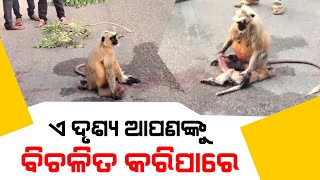 ଏ ଦୃଶ୍ୟ ଆପଣଙ୍କୁ ବିଚଳିତ କରିପାରେ...../ Headlines Odisha Tv