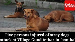 Five persons injured of stray dogs attack at Village Gund tethar in  banihal