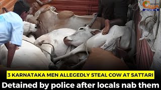 3 Karnataka men allegedly steal cow at Sattari, Detained by police after locals nab them