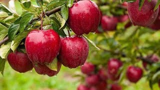 Importance of Horticulture Mineral Oil in Apple Orchards.###Red Mite###Sanjose Scale###