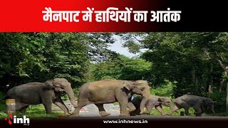 मैनपाट में हाथियों का आतंक, ग्रामीणों में अब दहशत का माहौल  | Ambikapur News