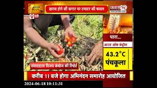 Indri News: गर्मी से झुलस रही टमाटर की फसल, किसानों को हो रहा नुकसान, चिंता बढ़ी | Haryana Weather