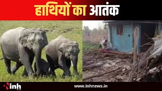 BREAKING : हाथियों का आतंक, घरों में की तोड़फोड़... दहशत का माहौल | Ambikapur News