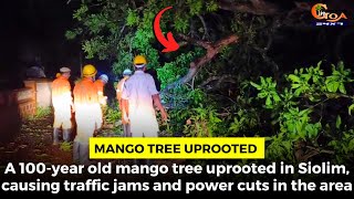 A 100-year old mango tree uprooted in Siolim, causing traffic jams and power cuts in the area