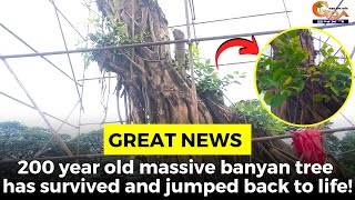 #GreatNews- 200 year old massive banyan tree has survived and jumped back to life!