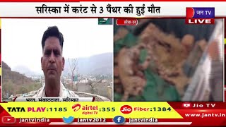 Live | सरिस्का में करंट से 3 पैंथर की हुई मौत, बिजली का तार टूटने से हुआ हादसा | JAN TV