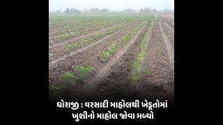 Dhoraji : વરસાદી માહોલથી ખેડૂતોમાં ખુશીનો માહોલ જોવા મળ્યો