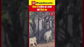 Gujarat के  गिर के जंगल में बारिश का आनंद लेते दिखे शेर, Video आया सामने