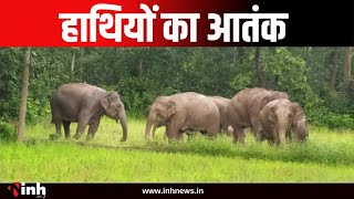 जशपुर में हाथियों का आतंक | हाथियों के झुण्ड ने रौंद दिया धान का फसल | CG News
