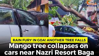#Rainfury in Goa! Another tree falls, Mango tree collapses on cars near Nazri Resort Baga
