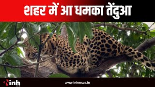 Video : शहर में आ धमका तेंदुआ, पेड़ पर बैठा देख लोगों में मचा हड़कंप.. | Bhanupratappur News