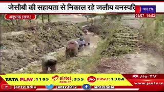 Anupgarh News | जलीय वनस्पति से नहर टूटने का खतरा, जेसीबी की सहायता से निकाल रहे जलीय वनस्पति