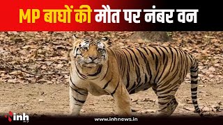 6 माह में 23 Tigers की मौत | वन विभाग की कमेटी का दावा, सामने आई ये बड़ी वजह | Bhopal News