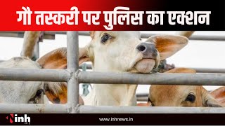 गौ तस्करी पर पुलिस का एक्शन | 93 गौवंश को दुसरे राज्य ले जा रहे थे गौ तस्कर | Pharasgaon News