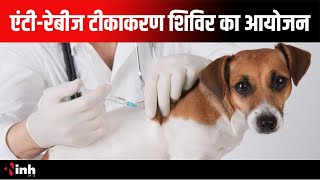 Rabies vaccine: एंटी-रेबीज टीकाकरण शिविर का आयोजन, पेट हेल्थ क्लिनिक में लगा निशुल्क शिविर | CG News