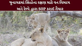 જૂનાગઢમાં સિંહોના રક્ષણ માટે વન વિભાગ અને રેલ્વે દ્વારા SOP કરાઈ તૈયાર  | MantavyaNews