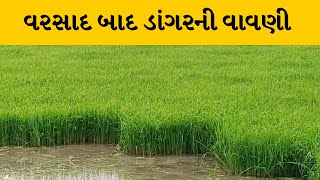 Bharuch : વરસાદ બાદ ડાંગરની વાવણી કરી શરૂ, ખેડુતોએ ખેતીના કર્યા શ્રીગણેશ | MantavyaNews