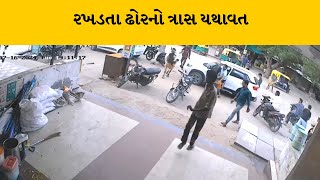 Banaskantha : ધાનેરામાં આખલાની અડફેટે બાઇક ચાલક આવતા એક વ્યકિતનું મોત | MantavyaNews