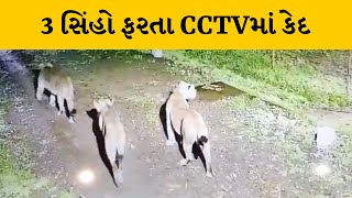 Junagadh : ડેમ નજીક સિંહના આંટાફેરા CCTVમાં કેદ | MantavyaNews