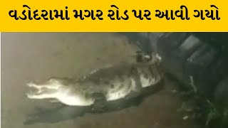 Vadodara : ફતેગંજ વિસ્તારમાં રોડ પર જ મગર દેખાયો | MantavyaNews