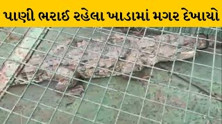 Bharuch : ઝઘડિયા તાલુકાના કુંવરપરા ગામે પાણી ભરાઈ રહેલા ખાડામાં મગર દેખાયો | MantavyaNews