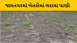 Jamnagar : ભારે વરસાદ તુટી પડતાં  મગફળી કપાસ સહિતના પાકમાં નુકસાની | MantavyaNews