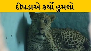 અમરેલીના ધારીમાં દીપડાએ કર્યો હુમલો | MantavyaNews