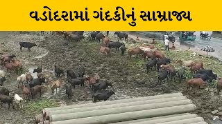 Vadodara માં મચ્છરના ઉપદ્રવ વચ્ચે ભારે ગંદકી, મહાનગરપાલિકાનું આરોગ્યતંત્ર ઘોર નિંદ્રામાં |