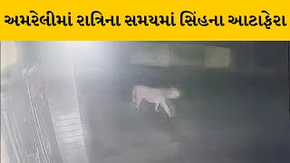 Amreli : ખાંભાના રાયડી ગામમાં સિંહની લટારનો CCTV વિડિયો થયો વાયરલ | MantavyaNews