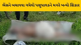 Mehsana : વિજાપુરના ટેચાવા ગામ નજીક પશુ ચરાવવા ગયેલો પશુપાલક મગરનો ભોગ બન્યો | MantavyaNews