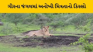 Junagadh : ગીરના જંગલમાં માલધારી અને સિંહની એક અનોખી મિત્રતા | MantavyaNews