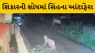 Amreli : જાફરાબાદમાં શિકારની શોધમાં સિંહના આંટાફેરા | MantavyaNews