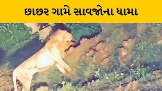 GirSomnath : કોડીનારના છાછર ગામે સાવજોના ધામા | MantavyaNews