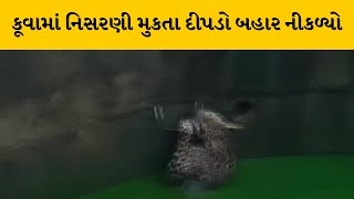 Dahod: ધાનપુરના પીપેરો ગામે દીપડો પાણી ભરેલા કૂવામાં ખાબક્યો | MantavyaNews