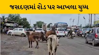 Rajkot : જસદણમાં આટકોટ ભાવનગર રોડ પર બે આખલા વચ્ચે યુદ્ધ  | MantavyaNews