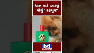 શ્વાન માટે આટલું મોંઘુ પરફ્યુમ ? | MantavyaNews