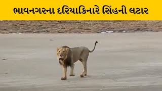 Bhavnagar : તળાજામાં દરિયાકિનારે સિંહની લટારનો વિડીયો વાયરલ | MantavyaNews