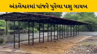 Bharuch : અંકલેશ્વરમાં પાલિકાના ડબ્બામાંથી 20 પશુઓ થયા ગાયબ | MantavyaNews