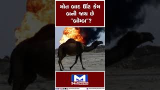 મોત બાદ ઊંટ કેમ બની જાય છે "બોમ્બ"? | MantavyaNews