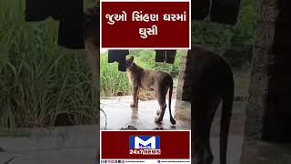 જુઓ સિંહણ ઘરમાં ઘુસી | MantavyaNews