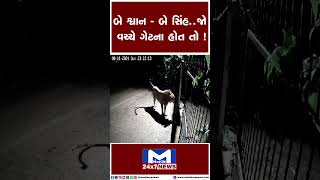 બે શ્વાન - બે સિંહ…જો વચ્ચે ગેટના હોતતો ! | Amreli | Gau Shala | Lions | Dogs | #Savarkundla