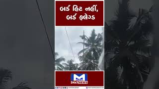 બર્ડ હિટ નહીં, બર્ડ ફ્લેગ્ડ | MantavyaNews