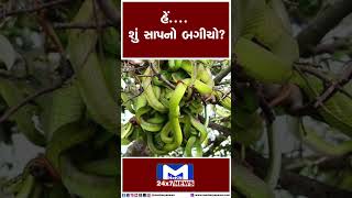 હેં....શું સાપનો બગીચો ? MantavyaNews