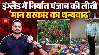 Punjab की लीची का स्वाद चखेंगे अंग्रेज, Mann सरकार के सहयोग से पहली बार England निर्यात की गई Litchi