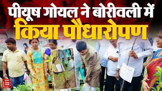 Mumbai: केंद्रीय मंत्री Piyush Goyal ने संजय गांधी राष्ट्रीय उद्यान बोरीवली में किया Plantation