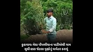 Kukavav : મેઘા પીપળીયાના પાટીએથી ગામ સુધી 650 જેટલા વૃક્ષોનું વાવેતર કરાયું