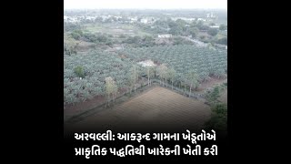 Aravalli : આકરૂન્દ ગામના ખેડૂતોએ પ્રાકૃતિક પદ્ધતિથી ખારેકની ખેતી કરી